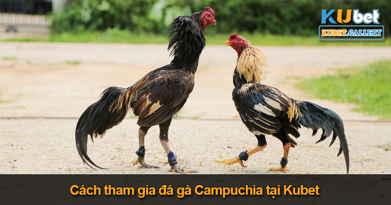 Cách tham gia cược đá gà Campuchia tại Kubet