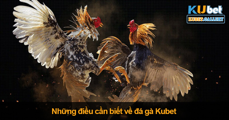 Đá gà trực tuyến tại Kubet