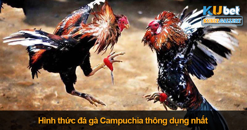 Hình thức đá gà Campuchia thông dụng